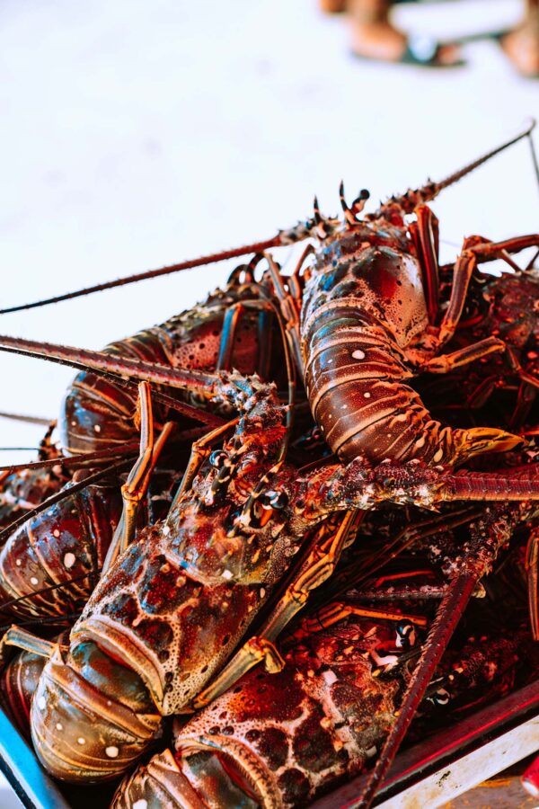 Red, spiny lobsters.